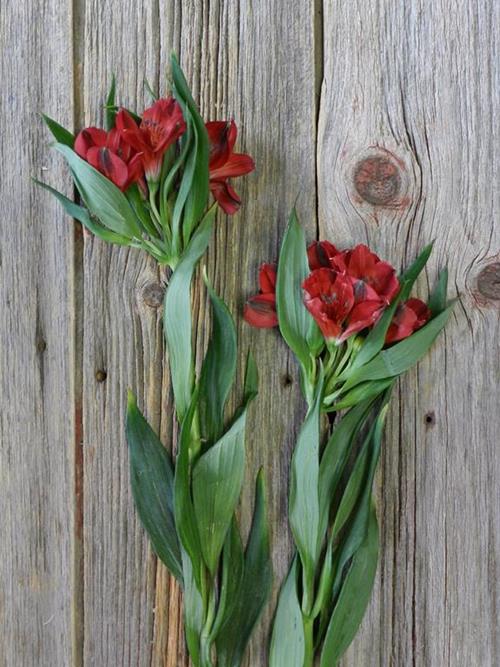 SAMURAI RED ALSTROMERIA